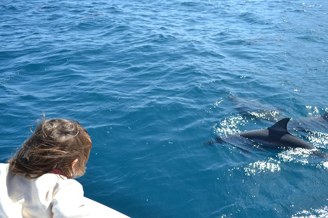 2-Hours Dolphin Excursion in Mauritius - Swimming near wild dolphins