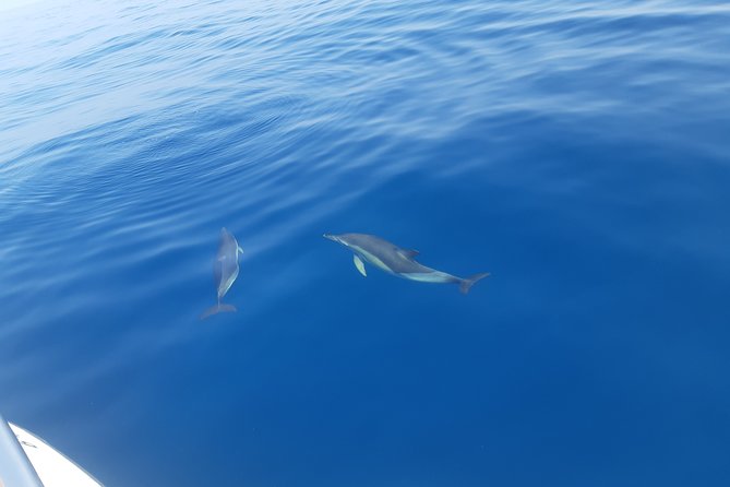 2 Hours Dolphin Watching in Marbella - Leaving Nueva Andalucía and scanning the coast