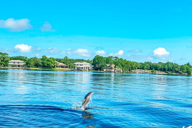 2 Hours Guided Dolphin Tour in Florida - From 189 Brooks Street to the Gulf