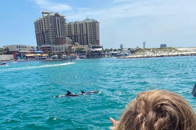 2 Hours Guided Dolphin Tour in Florida - Searching for bottlenose dolphins
