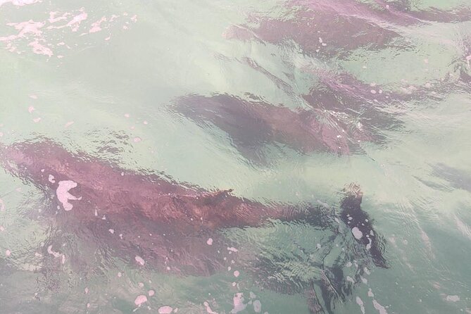 2 Hours Swim with the Dolphins in Panama City - A Small Boat Makes the Dolphin Search Feel Personal
