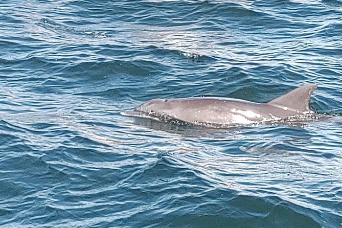 2 Hours Swim with the Dolphins in Panama City - Searching for Dolphins in Their Natural Home