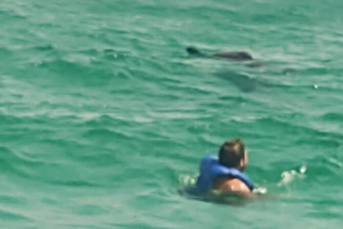 2 Hours Swim with the Dolphins in Panama City - What the $71 Price Really Buys You
