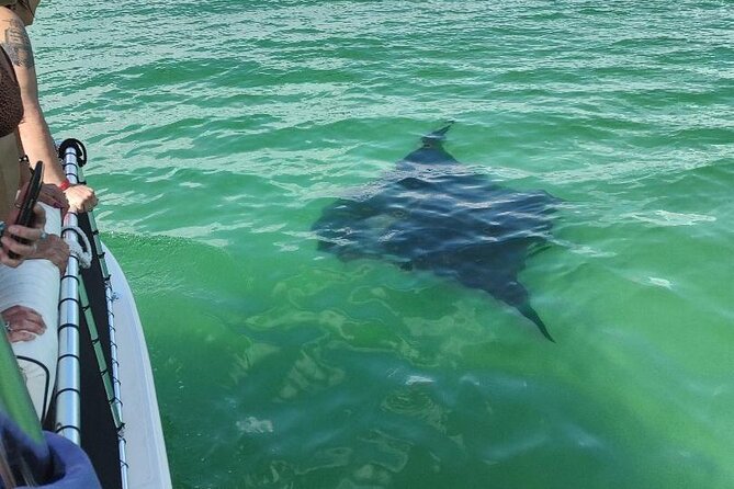 2 Hours Swim with the Dolphins in Panama City - The Captains Shape the Day