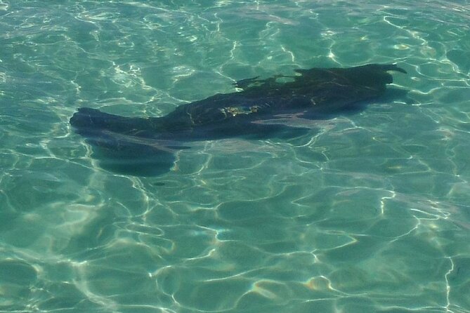 2 Hours Swim with the Dolphins in Panama City - Getting Into the Water Near Wild Dolphins