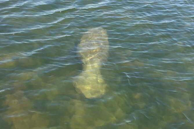 2 Hr Dolphin Melbourne, Merritt Island ,Cocoa Beach.1030 am - A wildlife ride through Melbourne’s Intracoastal waters