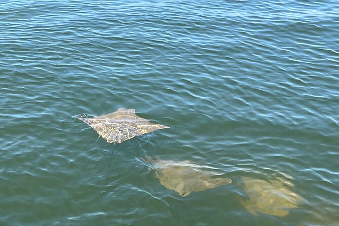 2 HR Dolphin Tour for 7 people - Estero Bay With Captain Dan