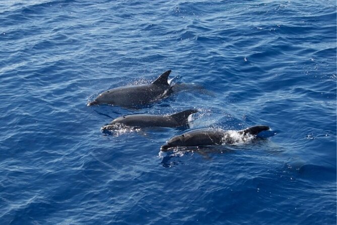 2 HR Dolphin Tour in North Myrtle Beach - Captain Tammy and the crew