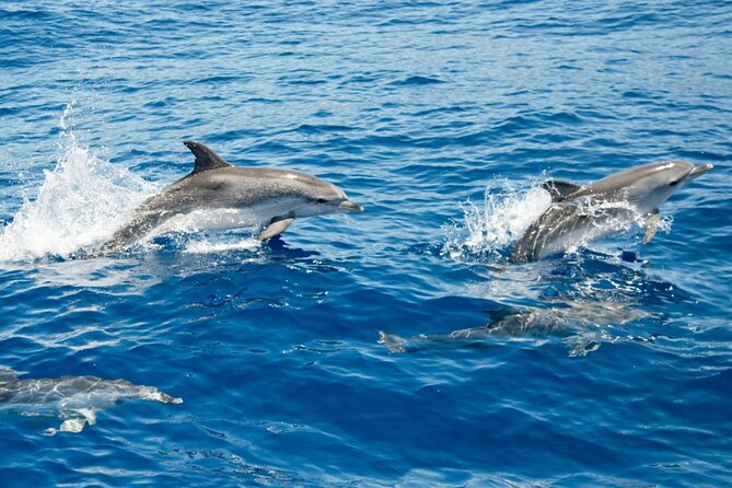 2 HR Dolphin Tour in North Myrtle Beach - Calm Intracoastal water and rough ocean conditions