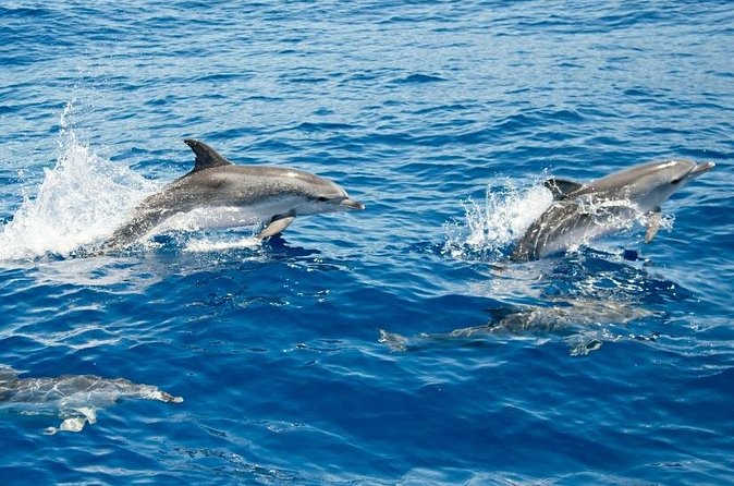 2 HR Dolphin Tour in North Myrtle Beach - Is $37 a fair price?