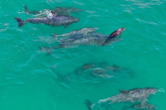 2 Passenger Jet Ski Dolphin Tour from Gilligan’s Watersports - Timing, booking, and cancellation details
