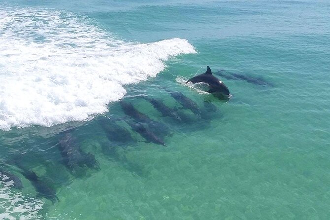 2-Stop Snorkeling and Dolphin Cruise from Destin - What the two-and-a-half-hour trip actually includes