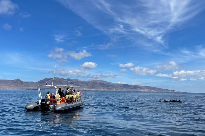 2h Dolphin and Whale Viewing + Snorkeling Tour - Key points at a glance