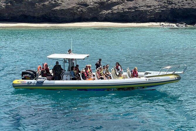2h Dolphin and Whale Viewing + Snorkeling Tour - Searching for dolphins, whales, and smaller sea life