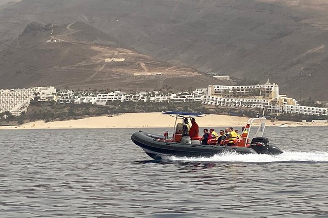2h Dolphin and Whale Viewing + Snorkeling Tour - A 30-minute snorkeling stop