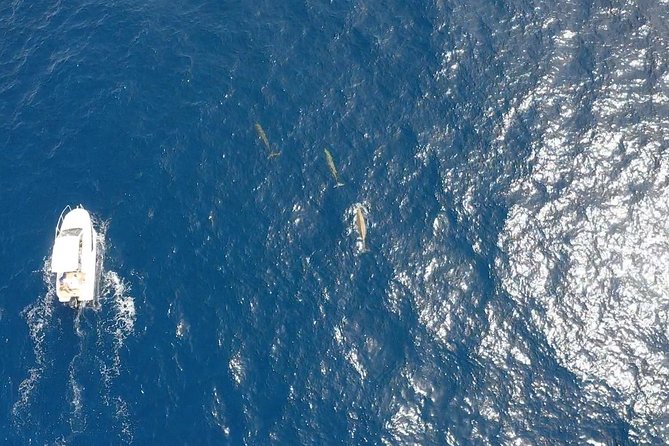 2h Dolphin and Whale Viewing + Snorkeling Tour - The return run and the true two-hour timing