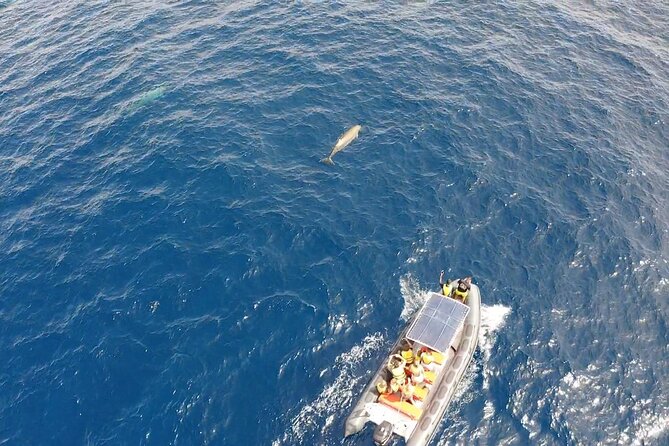 2h Dolphin and Whale Viewing + Snorkeling Tour - Is $62.88 good value?