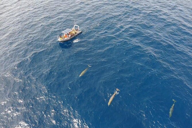 2h Dolphin and Whale Viewing + Snorkeling Tour - Who will enjoy this boat trip most?