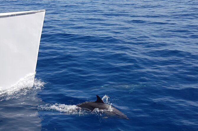 2hrs Dolphins Sunset Sailing Cruise With Drink - Leaving from Puerto del Carmen’s Varadero harbour