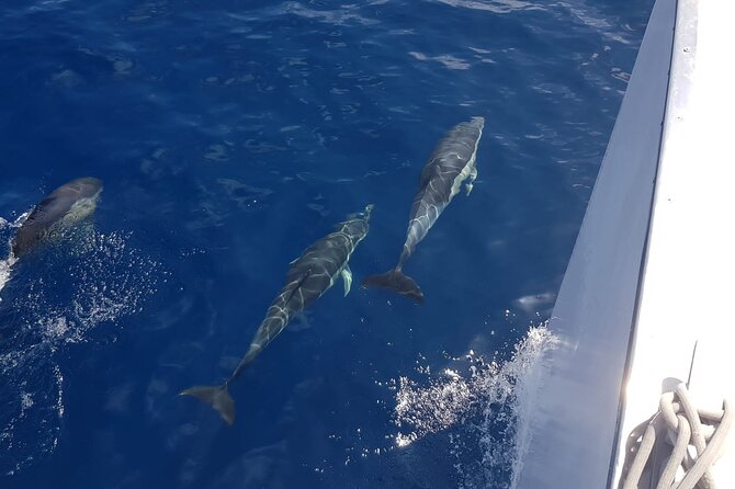 2hrs Dolphins Sunset Sailing Cruise With Drink - Sailing toward the sunset