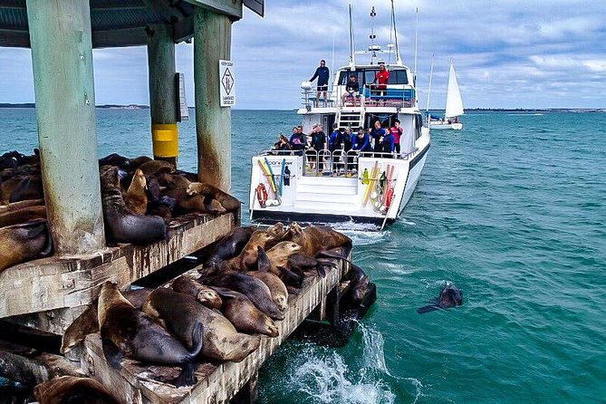 3-Hour Dolphin and Seal Sightseeing Cruise, operated with swim tour passengers - Dolphins, fur seals and the patience of wild animals