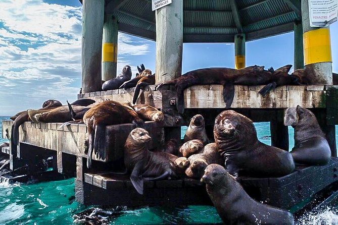 3-Hour Dolphin and Seal Sightseeing Cruise, operated with swim tour passengers - Crew service and the feel on board