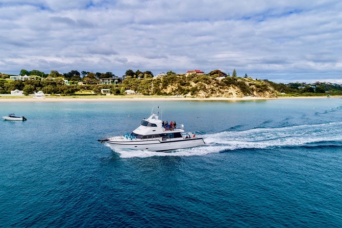 3-Hour Dolphin and Seal Sightseeing Cruise, operated with swim tour passengers - Popes Eye Marine Park and the seabirds above the bay