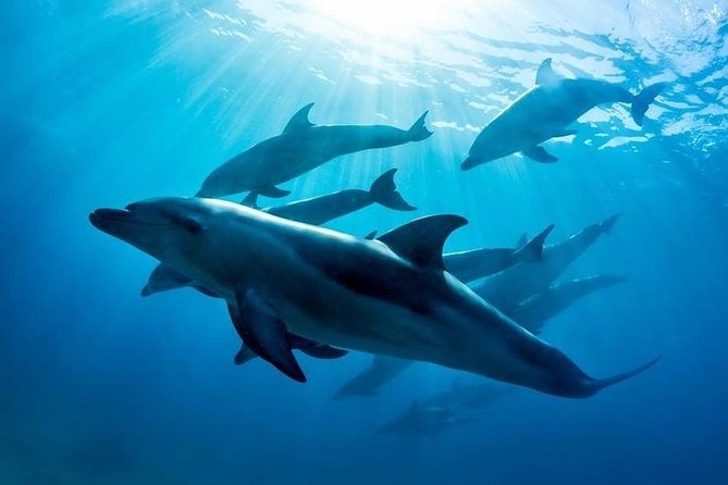 3 hour Dolphin and Seal Swim (NOV-APR) - From Sorrento Pier onto Moonraker