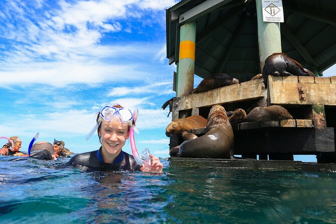 3 hour Dolphin and Seal Swim (NOV-APR) - Chinaman’s Hat and the seal swim