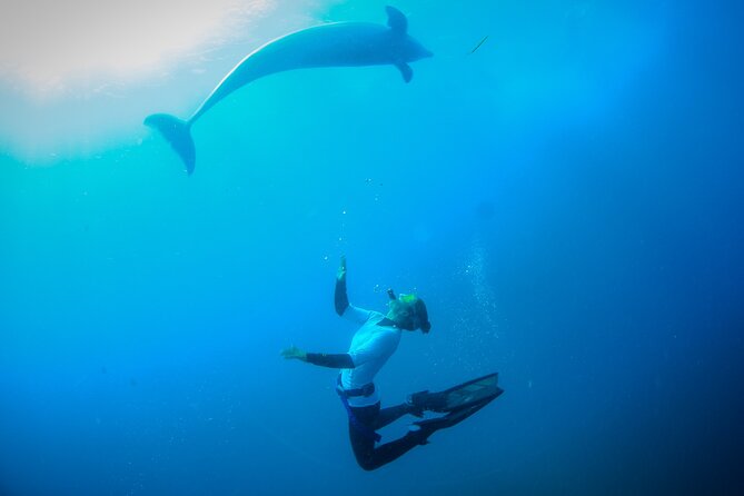 3 hour Dolphin and Seal Swim (NOV-APR) - How the wildlife rules shape the day