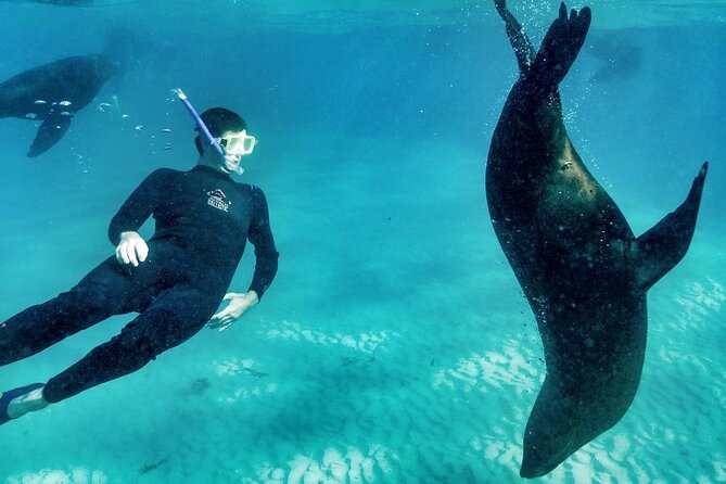 3 hour Dolphin and Seal Swim (NOV-APR) - Practical details before you book