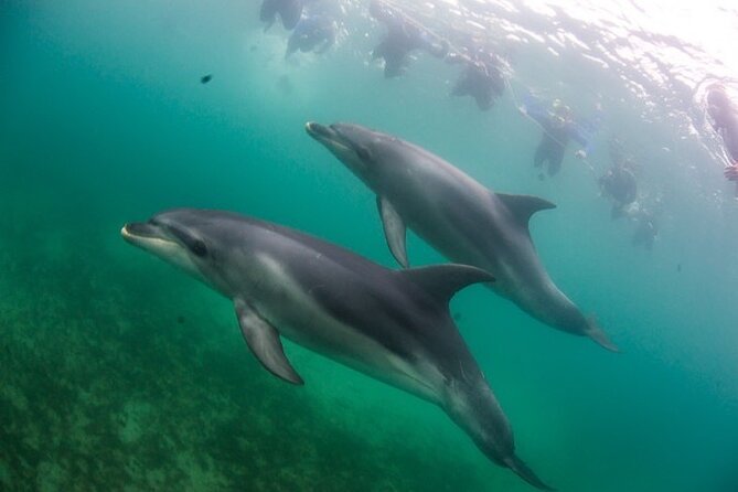 3 hour Dolphin and Seal Swim (NOV-APR) - Should you book the dolphin and seal swim?