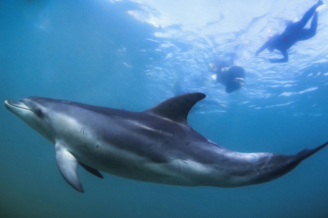 3 hour Dolphin and Seal Swim (NOV-APR) - Lunch, cake, and a practical break
