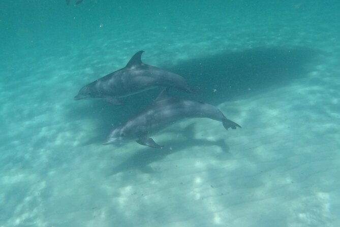 3 Hour Dolphin Tour and Snorkeling in Shell Island - Picking a Departure Time and Preparing for the Boat