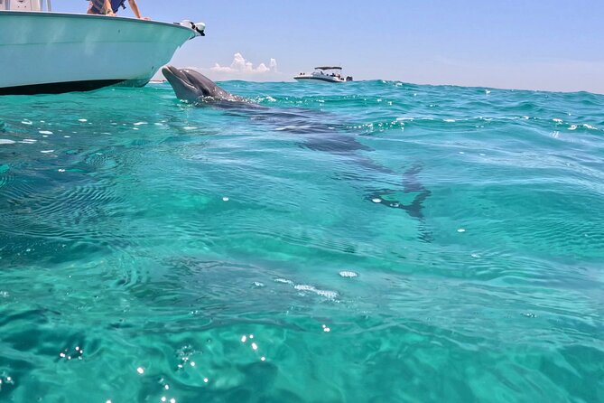 3 Hour Dolphin Tour and Snorkeling in Shell Island - The Captains Shape the Day