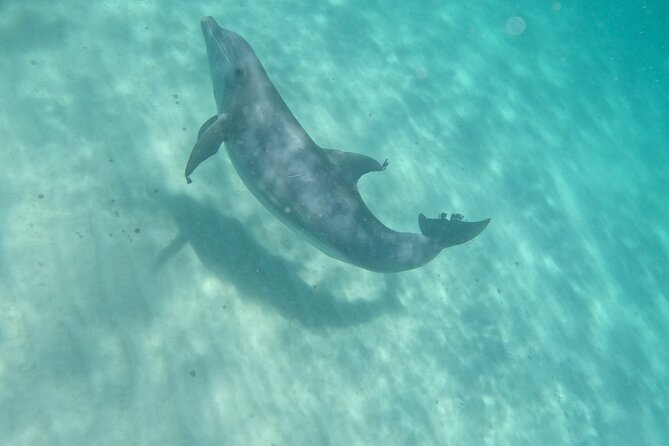 3 Hour Dolphin Tour and Snorkeling in Shell Island - Watching Dolphins in Their Natural Habitat