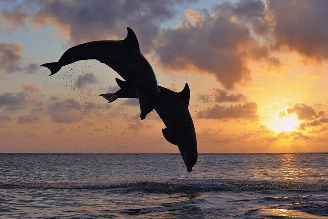 3-Hour Dolphin watching at sunset with aperitif - Key points to know before you go