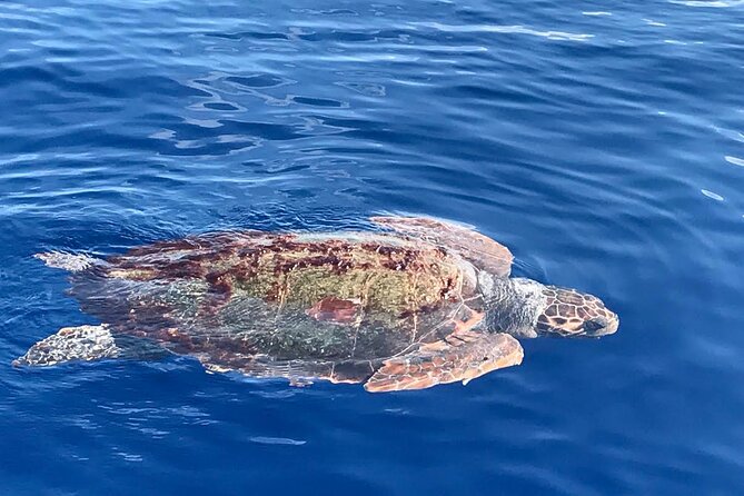 3-Hour Dolphin watching at sunset with aperitif - Weather, cancellations, and timing