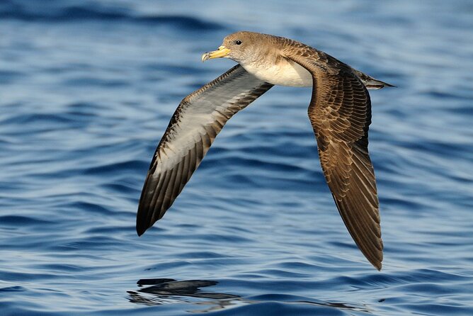 3-Hour Dolphin watching at sunset with aperitif - Who will enjoy this most