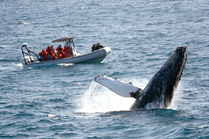 3-Hour Guided Whale and Dolphin Watching Experience in San Diego - Key points to know before booking
