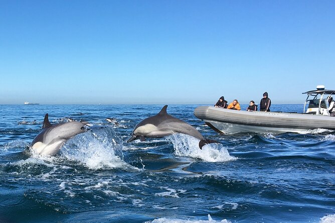 3-Hour Guided Whale and Dolphin Watching Experience in San Diego - A six-seat Zodiac changes the San Diego whale watch