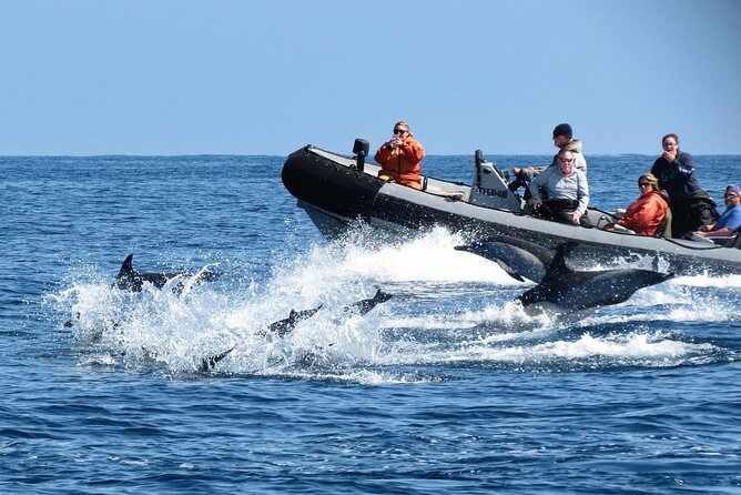 3-Hour Guided Whale and Dolphin Watching Experience in San Diego - Searching for gray whales and humpbacks