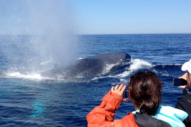 3-Hour Guided Whale and Dolphin Watching Experience in San Diego - Dolphins often save the day