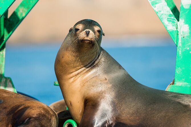 3-Hour Guided Whale and Dolphin Watching Experience in San Diego - Sea lions and other marine life