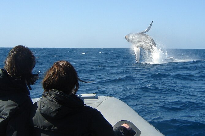3-Hour Guided Whale and Dolphin Watching Experience in San Diego - What the guides add to the experience