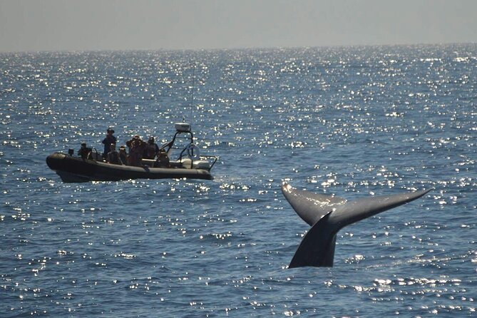 3-Hour Guided Whale and Dolphin Watching Experience in San Diego - How long is three hours on the water?