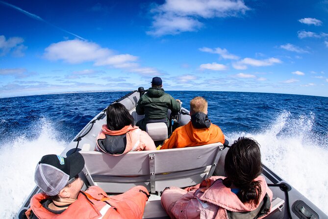 3-Hour Guided Whale and Dolphin Watching Experience in San Diego - The ride out toward open water
