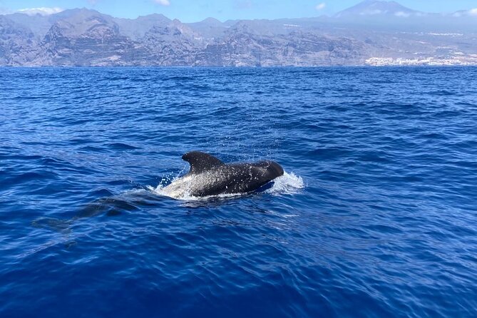 3-Hour Private Tour with Whale and Dolphin Watching - Searching for whales and dolphins offshore