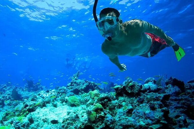 3 Hour Snorkeling and Dolphin Watching Experience in Muscat - Dolphins first, snorkeling second
