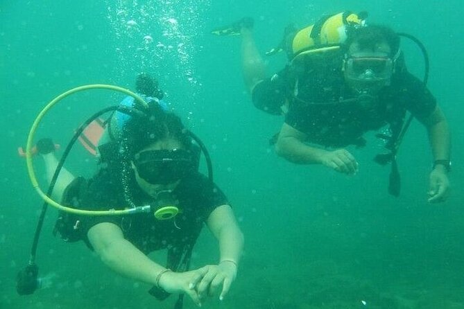 3 Hour Snorkeling and Dolphin Watching Experience in Muscat - The marine life you may see